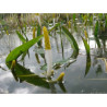 Orontium Aquaticum (Bougie d'eau), plante aquatique émergente