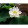 Nelumbo 'Hongbian Yudie' 红边玉碟, lotus blanc