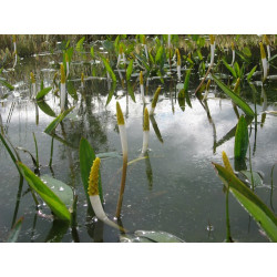 Orontium Aquaticum (Bougie d'eau), plante aquatique émergente