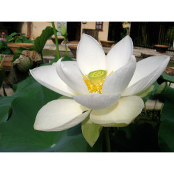 Nelumbo 'Hongbian Yudie' 红边玉碟, lotus blanc