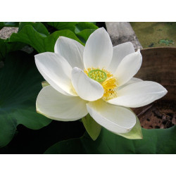 Nelumbo 'Hongbian Yudie' 红边玉碟, lotus blanc