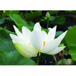 Nelumbo 'Angel Wings', lotus blanc