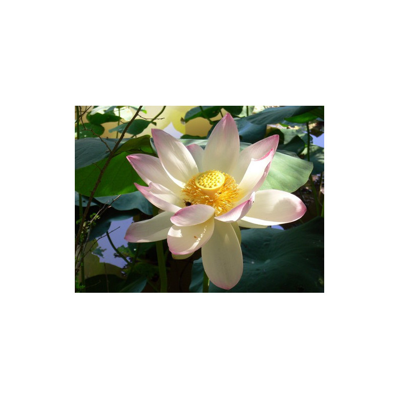 Nelumbo Nucifera (espèce), Syn. Lotus sacré, lotus rose pale