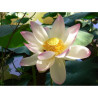 Nelumbo Nucifera (espèce), Syn. Lotus sacré, lotus rose pale