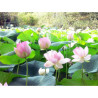 Nelumbo Nucifera (espèce), Syn. Lotus sacré, lotus rose pale