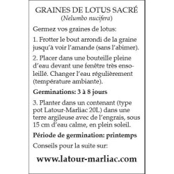 Graines de Lotus Sacré (Nelumbo Nucifera) - Embellissement maison