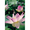 Graines de Lotus Sacré (Nelumbo Nucifera) - Embellissement maison