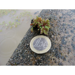 Azolla Pinnata (Fougère d'eau), plante aquatique flottante