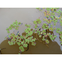 Azolla Pinnata (Fougère d'eau), plante aquatique flottante