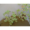 Azolla Pinnata (Fougère d'eau), plante aquatique flottante