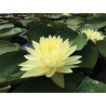 Nymphaea 'Double Yellow', nénuphar rustique couleur jaune