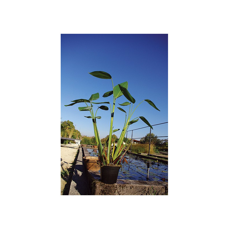 Thalia dealbata en pot Thalia dealbata en pot