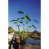 Thalia dealbata en pot