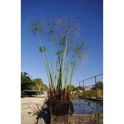 Cyperus papyrus en pot