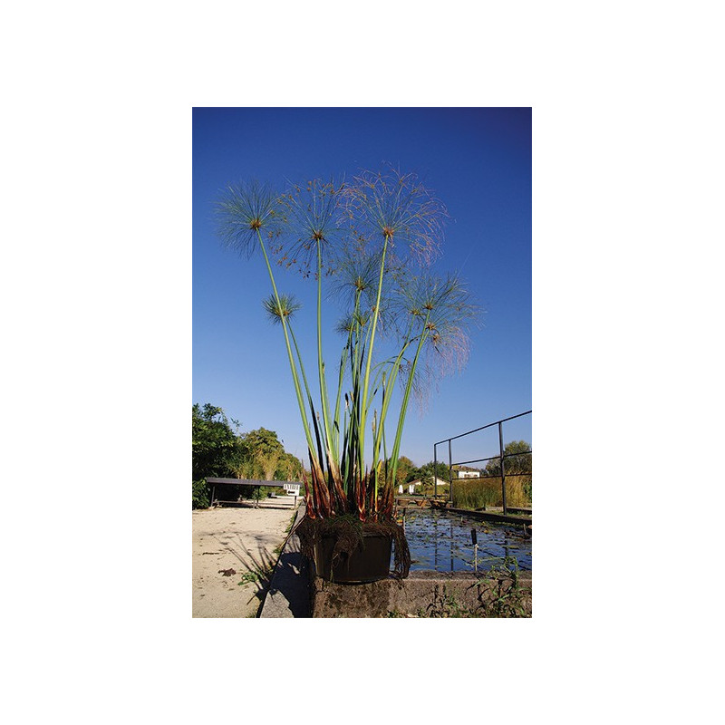Cyperus papyrus en pot Cyperus papyrus en pot
