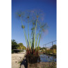 Cyperus papyrus en pot