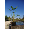 Peltandra virginica en pot