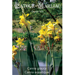 Graines de Canna glauca