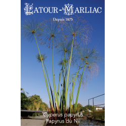 Graines de Cyperus Papyrus