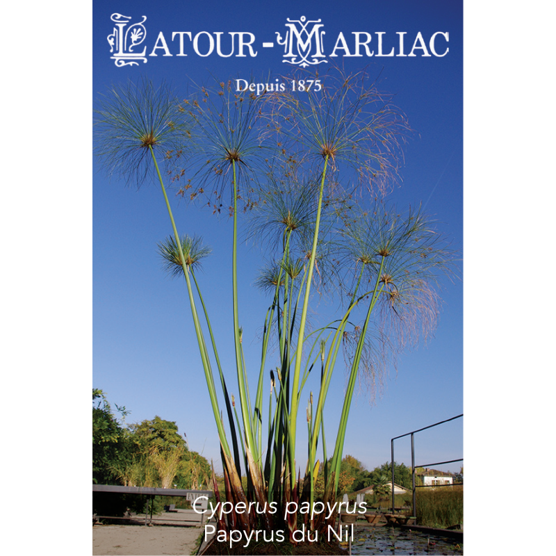 Graines de Cyperus Papyrus