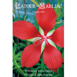 Graines de Hibiscus coccineus