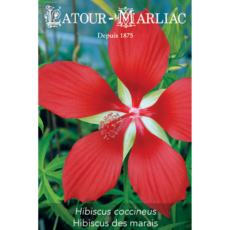 Graines de Hibiscus coccineus