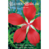 Graines de Hibiscus coccineus