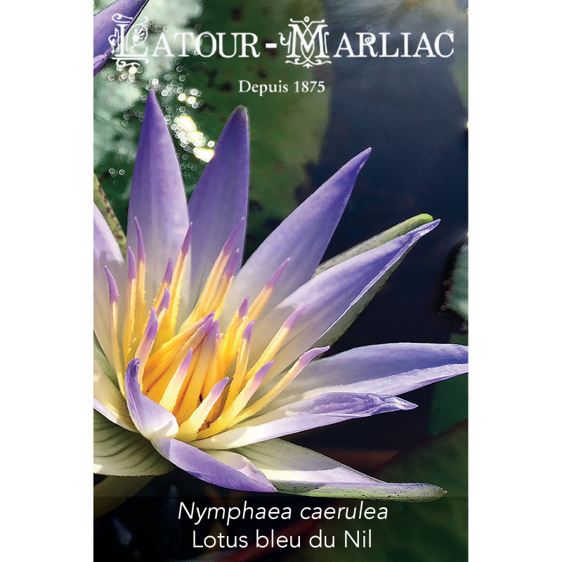 Graines de Nymphaea caerulea