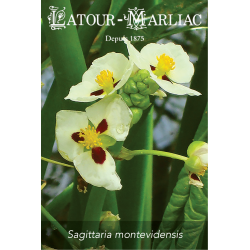 Graines de Sagittaria montevidensis