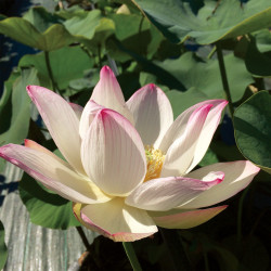 Nelumbo 'Cranberry Kiss', lotus rose pale