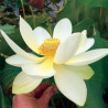 Nelumbo 'Flavescens', lotus jaune