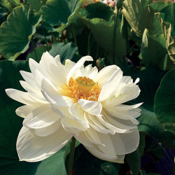 Nelumbo 'High Cotton', lotus blanc