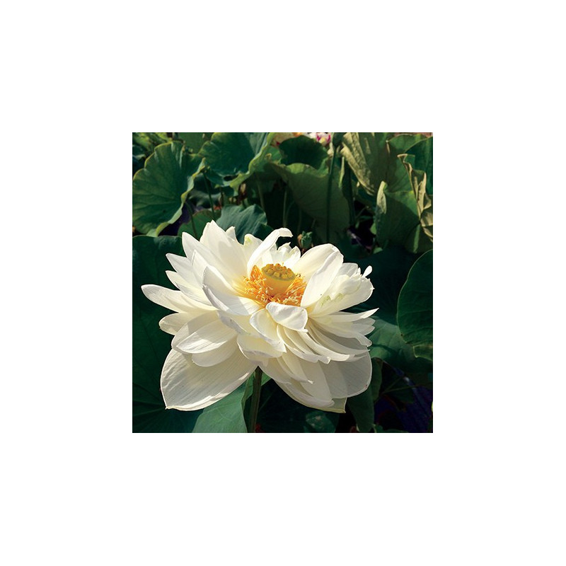 Nelumbo 'High Cotton', lotus blanc