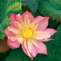 Nelumbo Fen Wanlian 粉碗莲, lotus rose soutenu