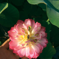 Nelumbo 'Fen Xia' 粉霞, lotus rose soutenu