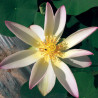 Nelumbo 'Feng Wu' 凤舞, lotus rose pale