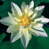 Nelumbo 'Green Maiden', lotus jaune