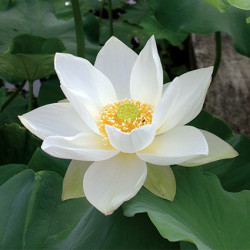 Nelumbo 'Hongbian Yudie' 红边玉碟, lotus blanc