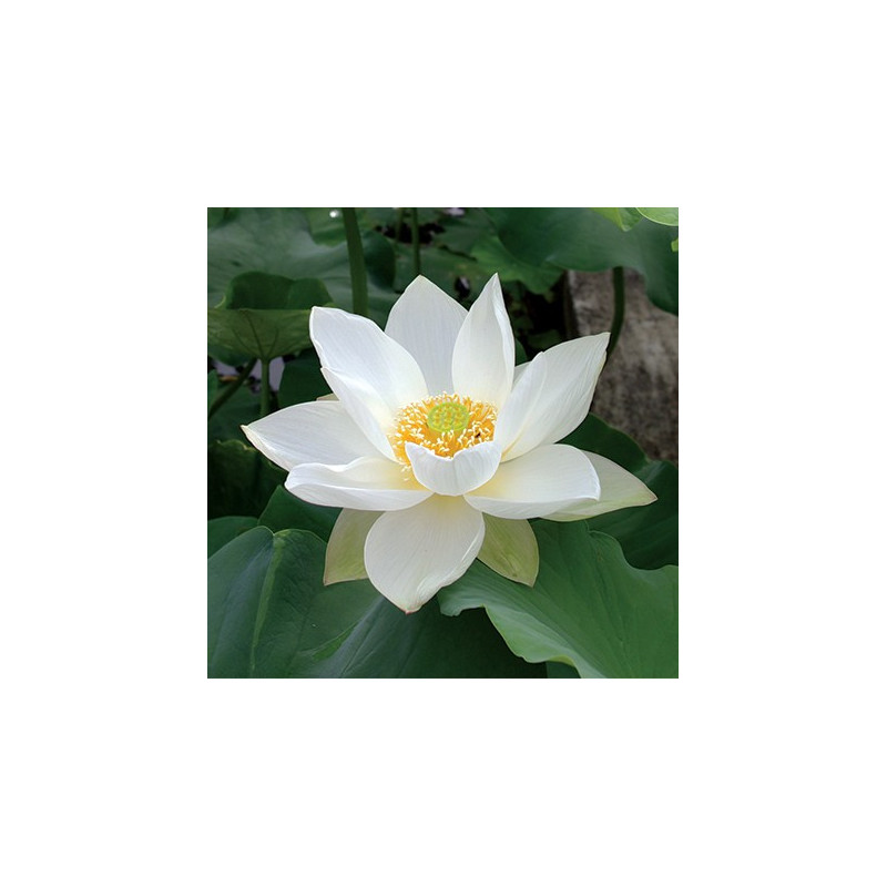 Nelumbo 'Hongbian Yudie' 红边玉碟, lotus blanc