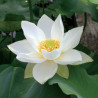 Nelumbo 'Hongbian Yudie' 红边玉碟, lotus blanc