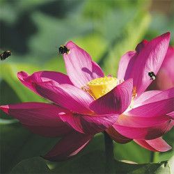 Nelumbo 'Osiris', lotus rose soutenu