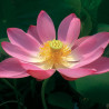 Nelumbo 'Pekinensis Rubra', lotus rose soutenu