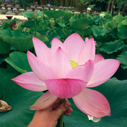 Nelumbo 'Pink-a-licious', lotus rose classique