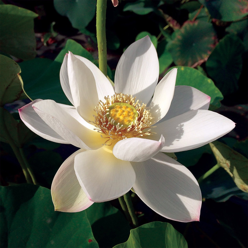 Nelumbo 'Princess Kennedy of TMC', lotus rose pale