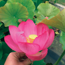 Nelumbo 'Qinglinghonlian' 青菱红莲, lotus rose soutenu