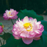 Nelumbo 'Rosea Plena', lotus rose classique