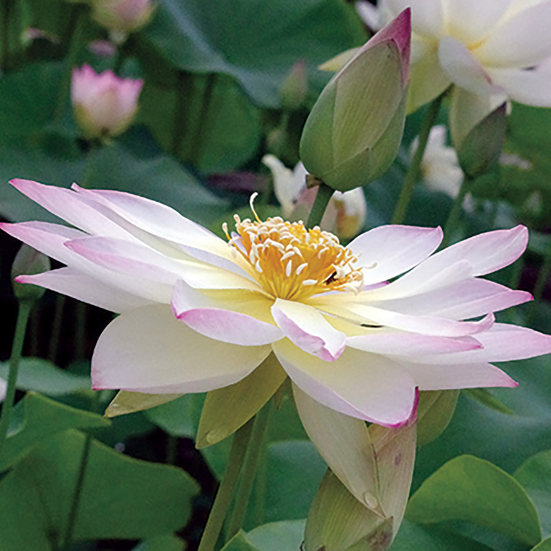 Nelumbo 'Tricolore' (mini), lotus rose pale