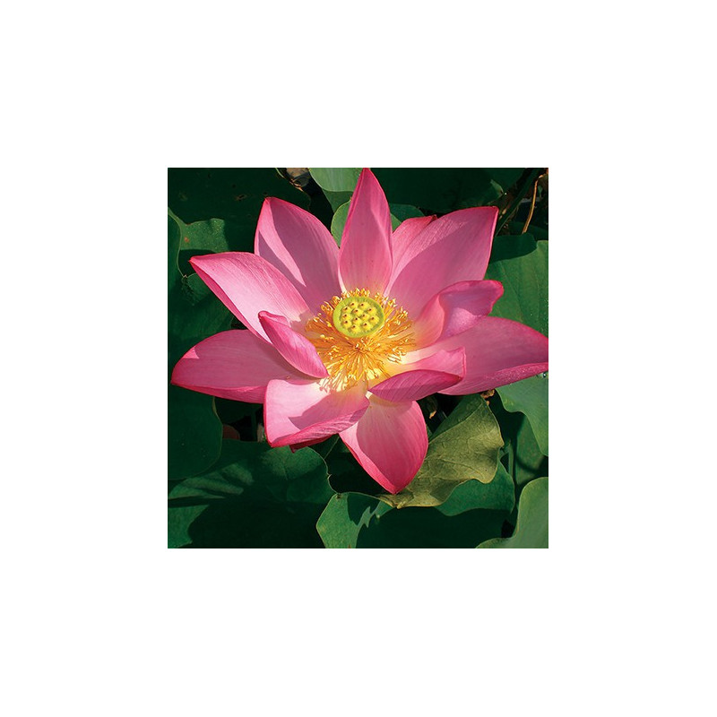 Nelumbo Yan Xia 焰霞, lotus rose soutenu
