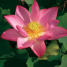 Nelumbo Yan Xia 焰霞, lotus rose soutenu