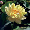 Nelumbo 'Ying Ying' 莺莺, lotus jaune